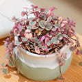 Ceropegia Woodii Variegated String of Hearts Live Plant, Rare Trailing Succulent Vine in 2.5" Pot, Indoor Hanging Plant