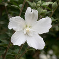 Rose of Sharon Plant, Hardy Althea Hibiscus Flowering Shrub in 4'' Pot, Outdoor Garden Starter Plant for Landscape or Hedge (Double White)