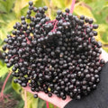 Black Elderberry Plant Live, Backyard Berry Plant, 10-12 Inch Tall