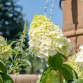 Hydrangea Plant Live for Planting, 7-12" Tall, Hydrangea Tree Live Plant in Pot, Hydrangea Flowers (Lime Hydrangea)