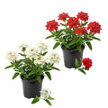 Set 2 Mix Verbena Plants Live, Verbena Plants, 4-8 Inc Tall, Long Blooming Ground Cover Flowers, Ideal for Patio and Outdoor Garden