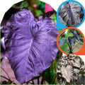 2 Black Alocasia Plants Live Houseplant for Indoor Outdoor Growing, 4 to 8 Inches Tall, Rare and Hardy