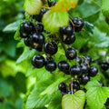 Black Currant Live Plant, 4-7 Inch Tal Potted Berry Plant - Edible Fruit Shrub for Garden, Patio, and Container Growing