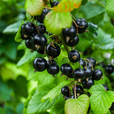Black Currant Live Plant, 4-7 Inch Tal Potted Berry Plant - Edible Fruit Shrub for Garden, Patio, and Container Growing