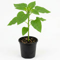 Live Yellow Sunflower Plant - 4-6" Tall Seedling in 4 Inch Pot