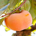 Persimmon Tree Seedling, 1-2 Ft Tall