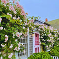 Climbing Roses Live Plant, Climbing Rose Plant Live, 5 to 7'' Tall, Fragrant Flower Bush Plants for Gardening (Pink New Dawn)
