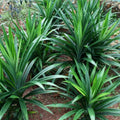 2 Pandan Leaves Plants, Pandan Herbs for Planting Indoor Outdoor, Pandan Perennial Ornament Vegetable Bushes 5-10 Inches in Tall
