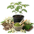 2PPP Moringa Oleifera Live Plant, 4–8 Inches Tall, Tree for Home Gardens