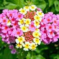 2 Light Pink Lantana Plants Live Trees, Ready to Bloom, Hardy Long Blooming Seasons, Vibrant Colorful Perennial Fragrant, 5-10" in Tall, Full Sun Growing