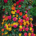 Climbing Roses Live Plant, Climbing Rose Plant Live, 5 to 7'' Tall, Fragrant Flower Bush Plants for Gardening (Orange Yellow)