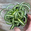 Curly Spider Plants Live Houseplants in 4" Pot, Airplane Live Plants Indoor Outdoor Decor and Planting
