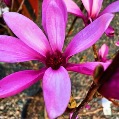 2 Ann Magnolia Trees Live Plants, Deep Pink Magnolia Shrub Tree Live Plant in 2.5" Pot, 6-12 Inches