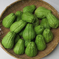 Chayote Squash Plant Live, Chayote Plant, Gallon Pot, Vegetable Plant for Gardening Indoor Outdoor, 7 to 9 Inc Tall