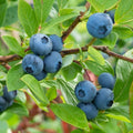 Northland Blueberry Plant Live for Planting, Blueberry Bushes for Planting, 4"-7" Cold Hardy Blueberries Southern Highbush