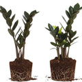 2 ZZ Plants, Black ZZ Trees Live Plants, Houseplant from 4 to 6 Inc Tall, Home Decor