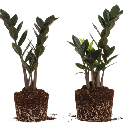 2 ZZ Plants, Black ZZ Trees Live Plants, Houseplant from 4 to 6 Inc Tall, Home Decor