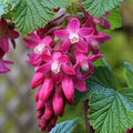 Live Currant Bush Plant Fast Growing, Ready Bear Fruit Within 1 Year - No NC, WV, NH, 6-14" Tall, Great for Backyard or Orchard Growing, Currant Plant (Blue)