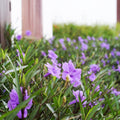 Purple Mexican Petunia Plant Live in 4" Pot, Petunias Live Plants from 3 to 5 Inches Tall, Perennial and Vibrant Flowers for Indoor Outdoor Planting