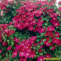 Clematis Vine Plant Live for Planting, Clematis Plants Live, 4 to 6 Inch Tall, 2.5 Inc Pot Well Rooted, Clematis Seeds Perennial, Red Clematis