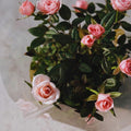 Mini Rose Bush Live Plant in 3.5'' Pot, Miniature Rose Plant Live, 3-5'' Tall, Mini Rose Plant, Live Flower Plant for Office and Home Decoration (Light Pink)
