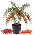 Red Goji Live Plant, Berry Fruit Plant, 2-3 Ft Tall