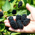 03 BlackBerry Bushes Plants Live, 4-6" in for Spring Planting, Outdoor Growing, High-yielding Blackberries Trees, (Thornless BlackBerry)
