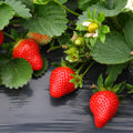 25 Strawberry Bare Roots, Strawberry Plant Live, 5 to 7 Inc Tall, Fruit Garden Indoor Outdoor, Easy to Plant