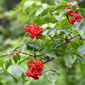 Red Elderberry Tree Live Plant, Berry Shrub, 2-3 Ft Tall