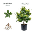 Chestnut Plant Live 6-12 Inches Tall, Chestnut Bareroot Tree