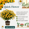 2 Full Yellow Lantana Plants Live Trees, Ready to Bloom, Hardy Long Blooming Seasons, Vibrant Colorful Perennial Fragrant, 5-10" in Tall, Full Sun Growing