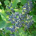 Blue Arrowwood Viburnum Live Plant, Hardy Viburnum Arrowwood Live Plant in 4 Inch Pot, Viburnum Live Plant, Live Hardy Viburnum Plant, White Viburnum Flower Plant for Garden