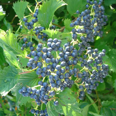 Blue Arrowwood Viburnum Live Plant, Hardy Viburnum Arrowwood Live Plant in 4 Inch Pot, Viburnum Live Plant, Live Hardy Viburnum Plant, White Viburnum Flower Plant for Garden