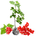 Red Currant Plant Live for Planting, Red Curant Bush Live Plant 5-9 Inch Height, Curant Berry Fruit Tree, 1 Year Large Bare Root