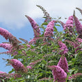 Potted Butterfly Bush Live Plant, 5-9" in Tall, Cold Hardy, Spring Outdoor PlantingBlooms Summer to Fall, Dormant in Winter (Cool Purple Buddleia Plant)