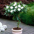 2 Cape Jasmine Plants Live, Frost Proof Gardenia Plant, 5 to 7 Inc Tall, Fragrant Flower Plant, Blooming Jasmine Plants
