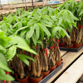 Money Tree Live Plant, Money Trees Well Rooted from 6 to 10 Inches Tall, Tropical Indoor Plant for Home Office Decor
