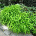 Yellow Japanese Grass Ornamental Grasses, Cold Hardy Grass Live Plant Clump Well-Rooted