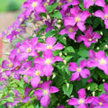 Clematis Vine Plants Live in Pot, 8 Months Old Seedlings Climbing Flowering, Outdoor Trellis Fences, Cold Hardy (Light Pink Clematis)