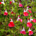 Hot Lips Sage Live Plant, Salvia Plant Live Herb for Grow Indoors Outdoor in 2.5 Inch Pot, Change Color to Red in Summer