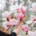 Magnolia Tree Live Plant, Magnolia Flowers Bush, 6-12 Inches Tall, in Pot, Fragrant Magnolia Shrub Ready to Grow (Jane Magnolia)