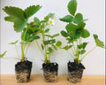 Pack 10 Sweet Juicy Strawberry Plants Live for Planting Outdoors, 3 to 4 Inch Tall, Well Rooted Strawberry Plants