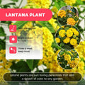 2 Lemon Yellow Lantana Plants Live Trees, Ready to Bloom, Hardy Long Blooming Seasons, Vibrant Colorful Perennial Fragrant, 5-10" in Tall, Full Sun Growing