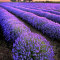 3 Lavender Plants Live Starter Plants Plugs 1-3" in Tall, Hardy Perennial Lavender for Garden and Landscape with Fragrant Purple Blooms, No Pot (Blue Purple)