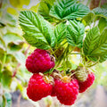Raspberry Plant Live for Planting 6 to 12 Inch Height, Raspberry Bush Live Plant to Grow, Sweet Raspberries Seedling (Heritage Raspberry)