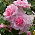 Pink Rose Bushes Ready to Plant, Climbing Roses Live Plants Fragrant, 6-8 Inc Tall in Pot, Year-Round Blooming, Can Grow as Bush or Climber
