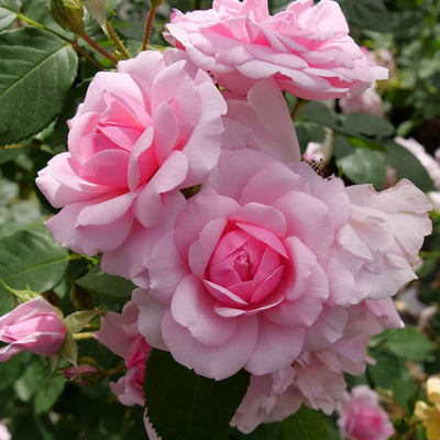 Pink Rose Bushes Ready to Plant, Climbing Roses Live Plants Fragrant, 6-8 Inc Tall in Pot, Year-Round Blooming, Can Grow as Bush or Climber