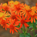Sets 4 Orange Mexican Flame Plants Live Vine for Outdoor Planting, Starter Size 4-7" in Tall, No Pot, Fast-Growing, Long Bloomer