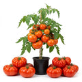 Beefsteak Tomato Live Plants, 2 Plant Per Pot 5-8" Tall