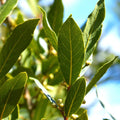 Bay Leaf Plant Live, Bay Laurel Tree Live Plants, 1 Year Old, 4" Pot, Sweet Bay Laurus Nobilis Live Plant for Planting Indoor Outdoor Garden